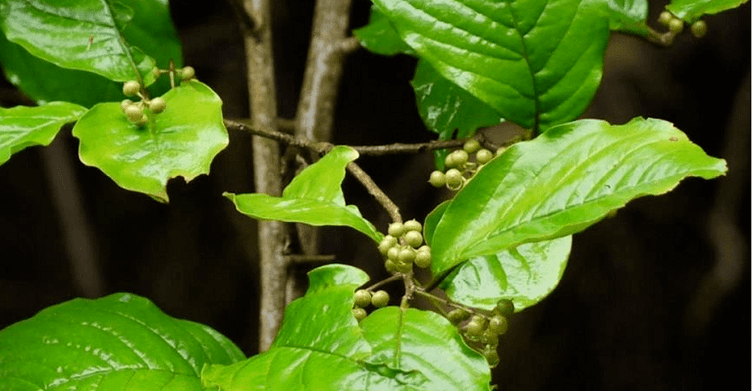 Herbe ayurvédique Vidanga - un remède efficace contre les parasites dans les intestins