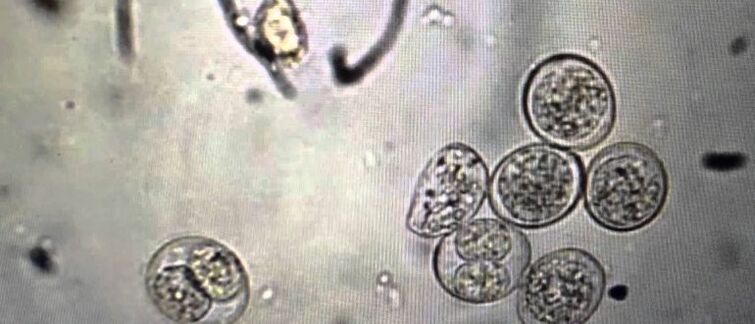 Cellules parasites protozoaires